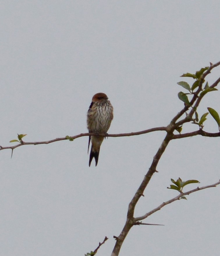 Lesser Striped Swallow - Bertina K