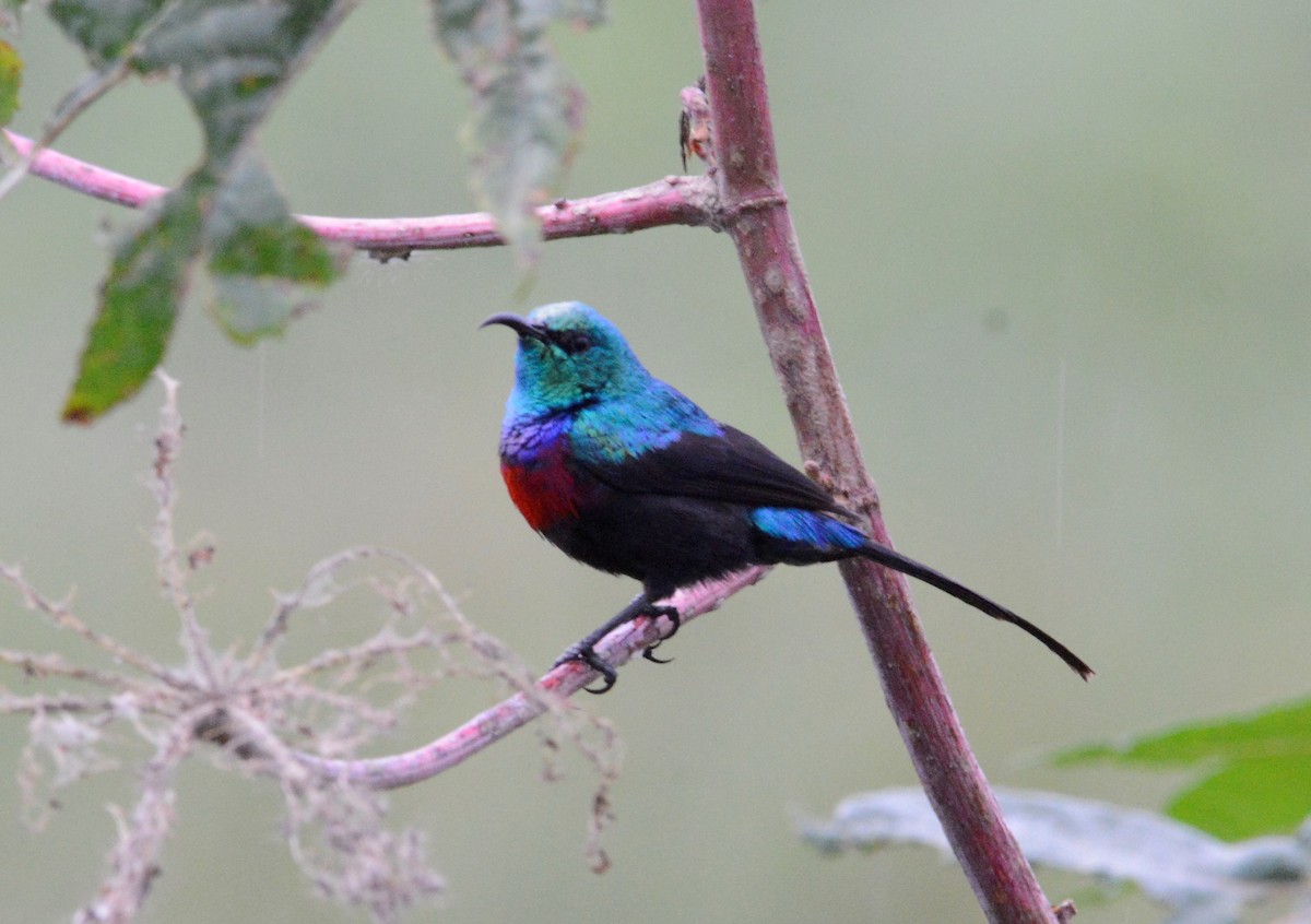 Red-chested Sunbird - ML608299208