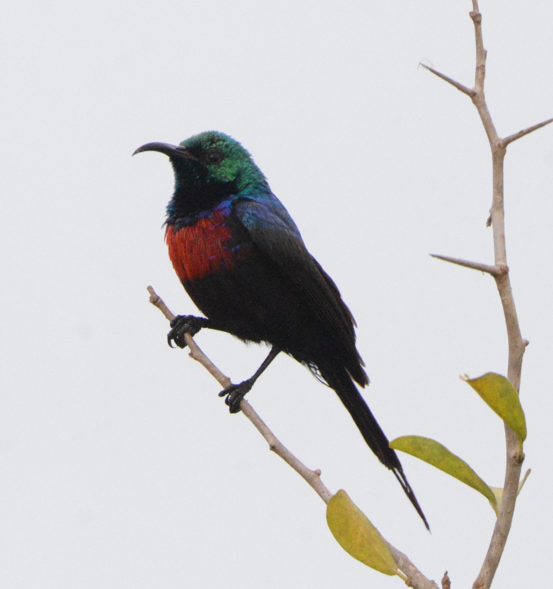 Red-chested Sunbird - ML608299210