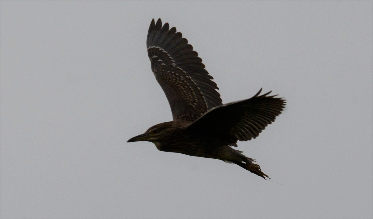 Black-crowned Night Heron - Bertina K