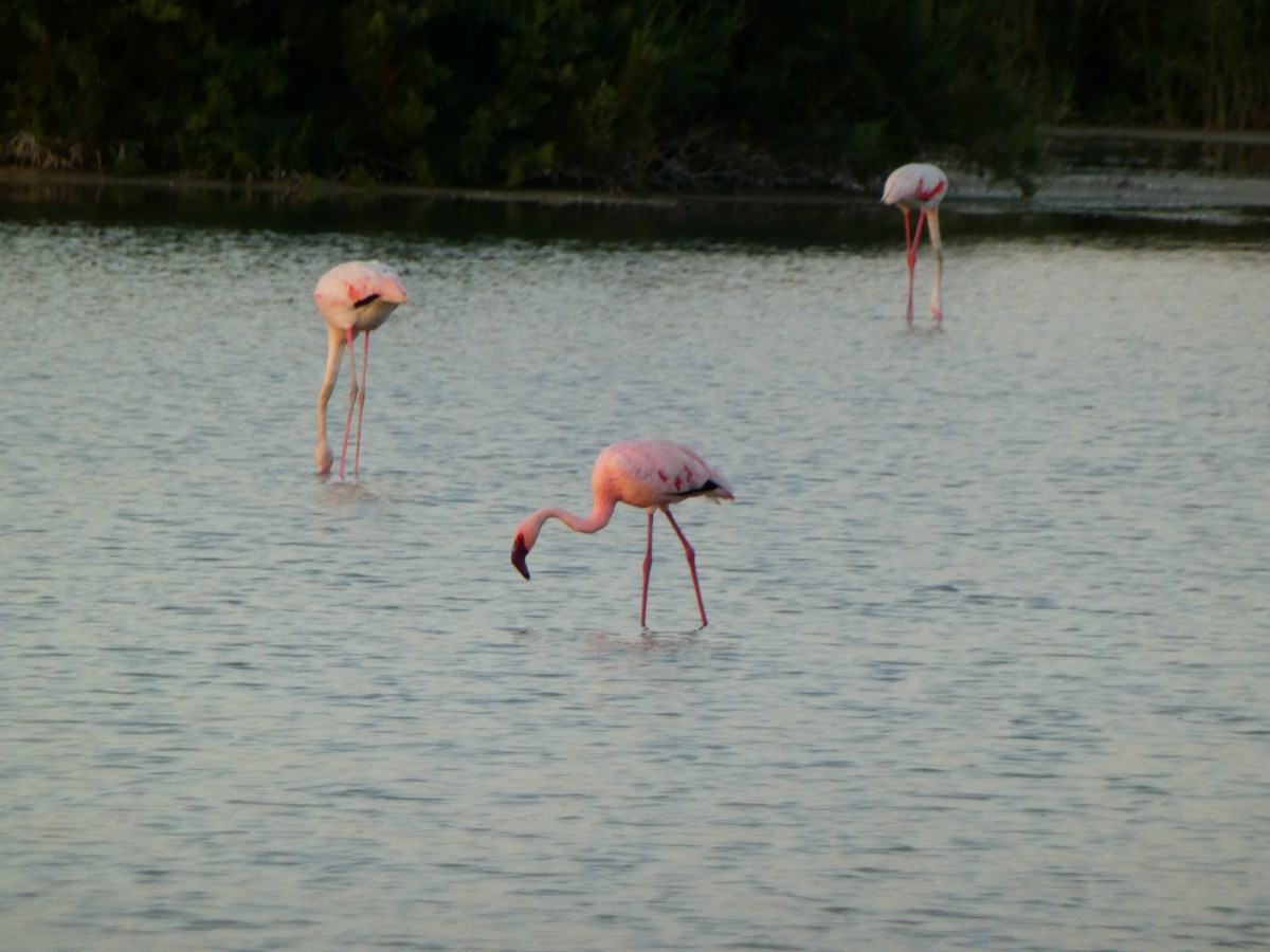 Lesser Flamingo - ML608299277