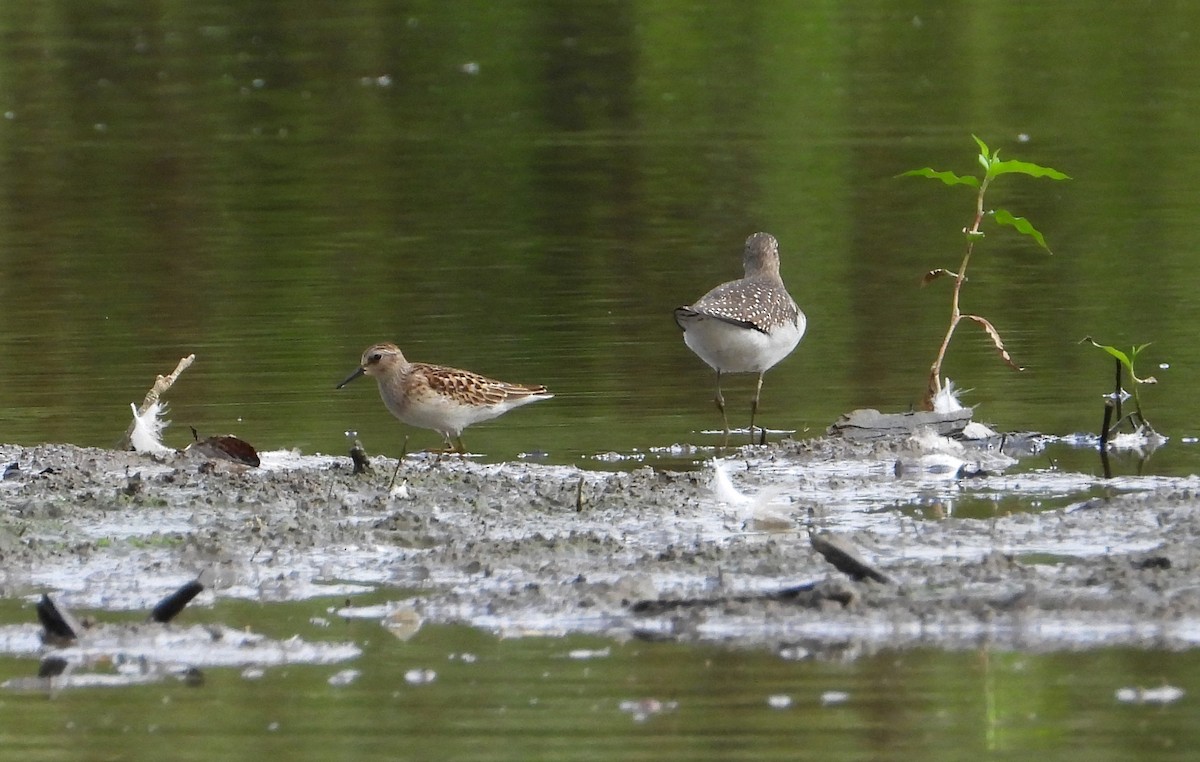 Ebird Checklist - 30 Aug 2023 - Lake Accotink Park - 25 Species