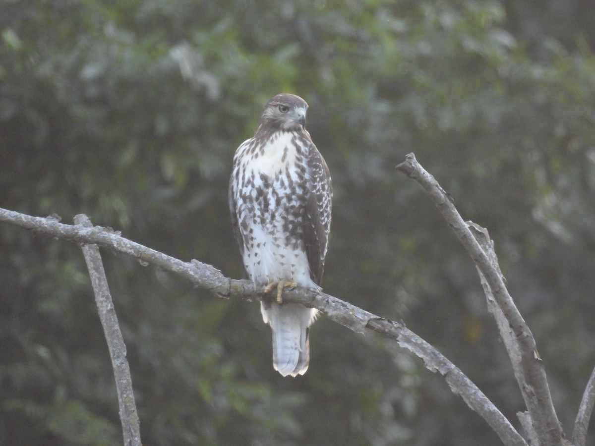 Red-tailed Hawk - ML608299698