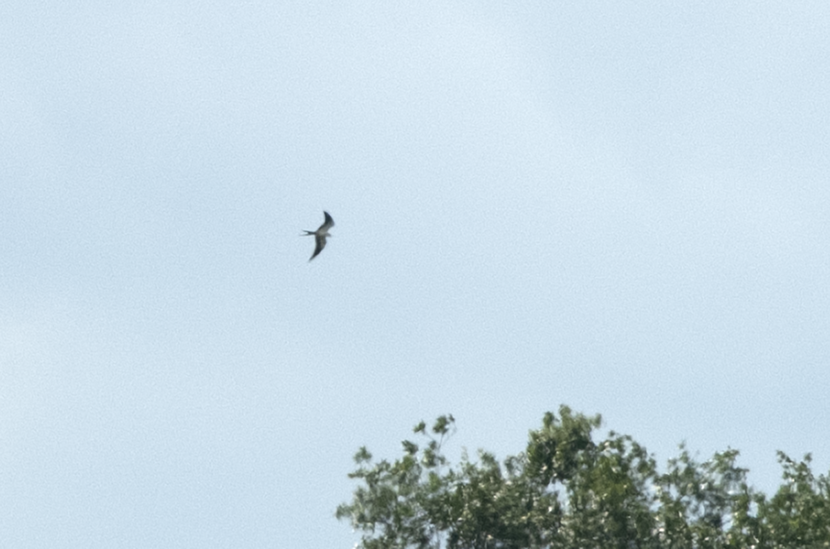 Swallow-tailed Kite - ML608299864
