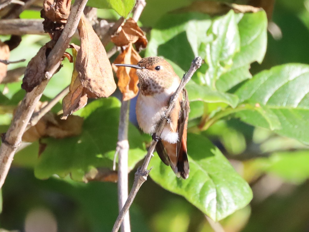 Rufous Hummingbird - ML608299883
