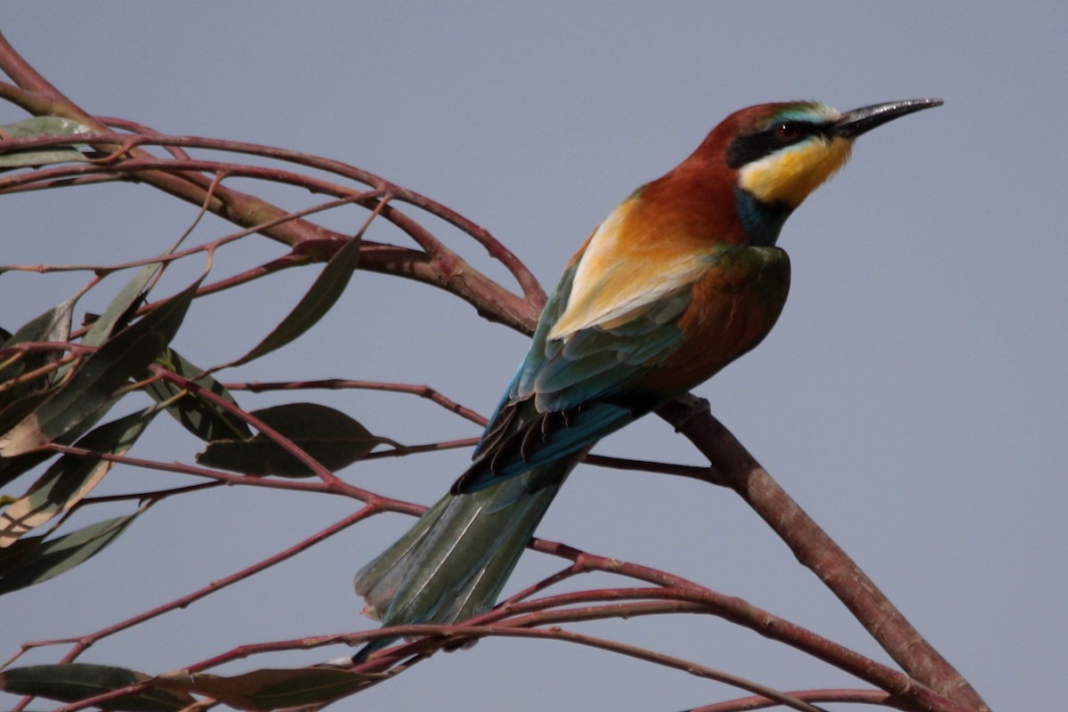 European Bee-eater - ML608300253