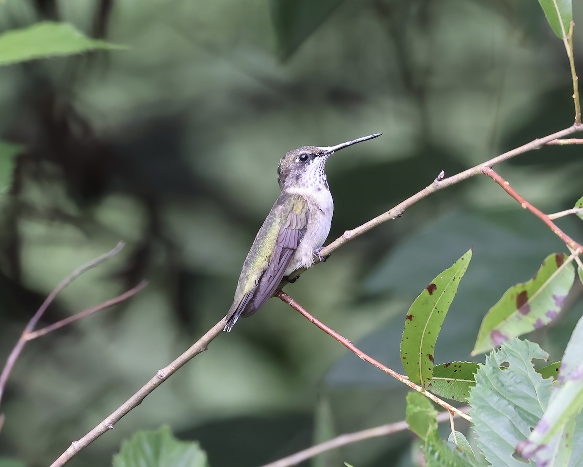 Ruby-throated Hummingbird - ML608300506