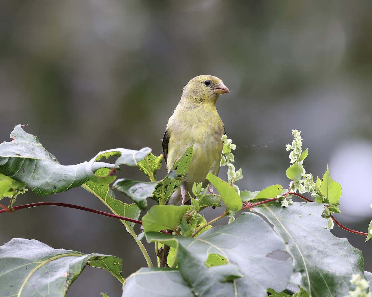 American Goldfinch - ML608300510