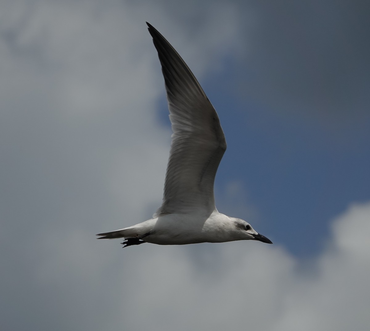 Gull-billed Tern - ML608300515
