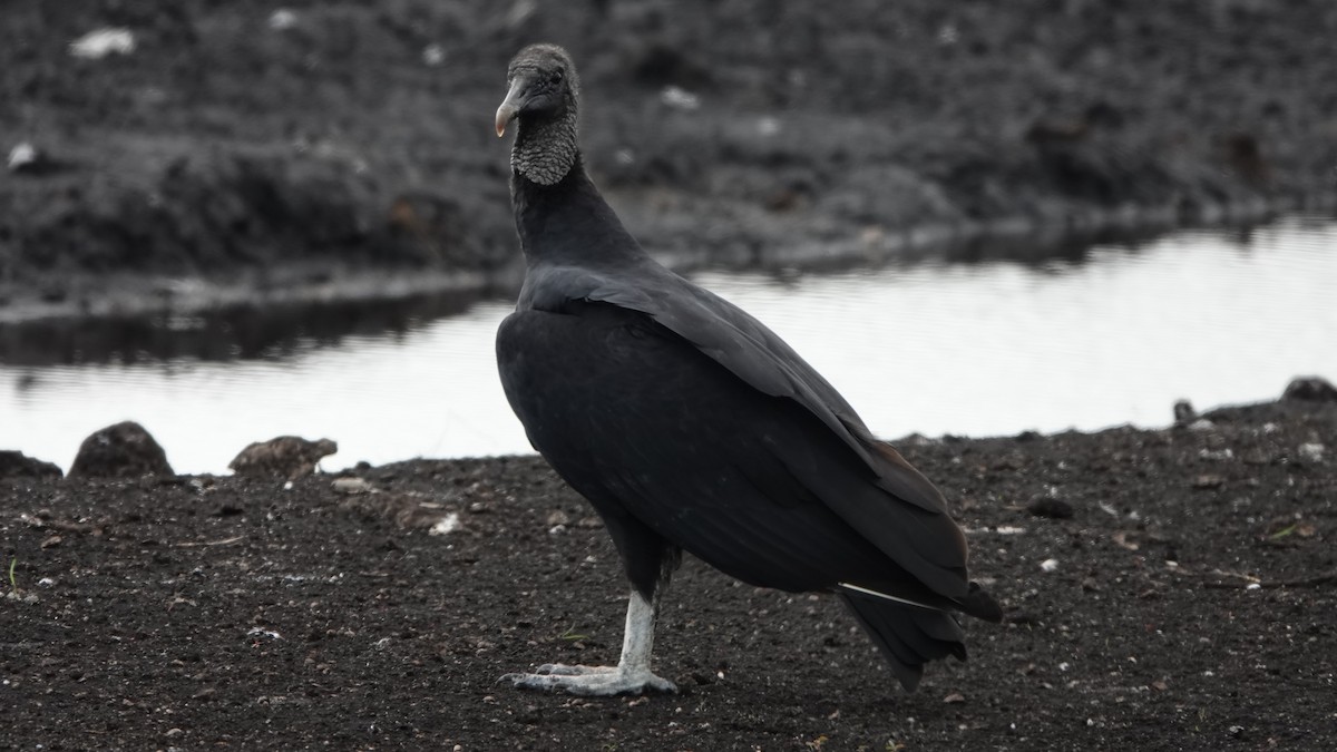 Black Vulture - Jana Lagan