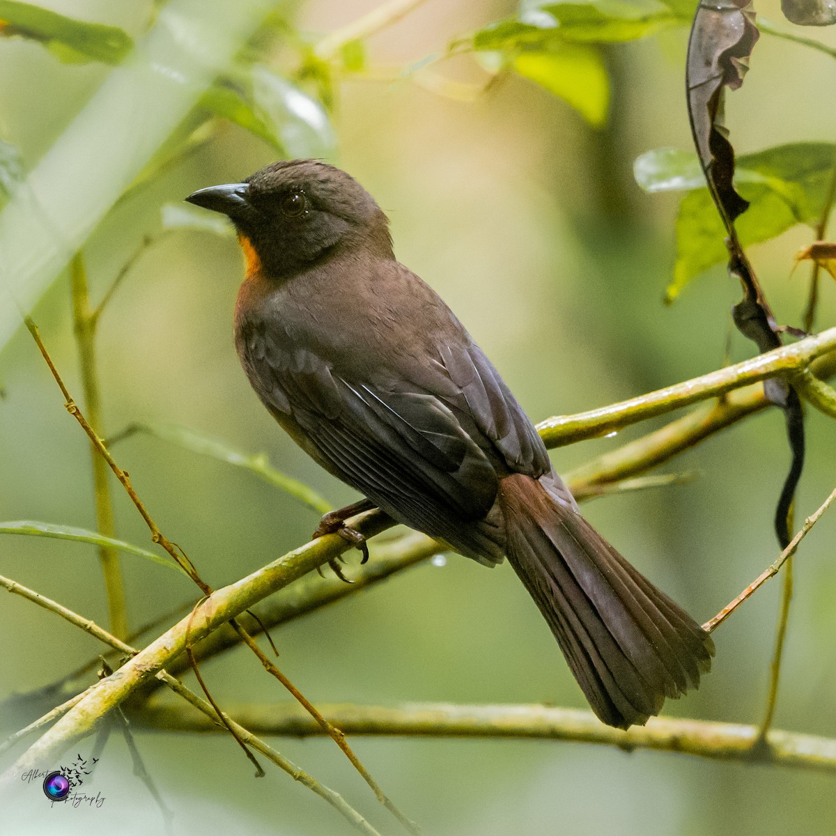 Black-cheeked Ant-Tanager - ML608301026