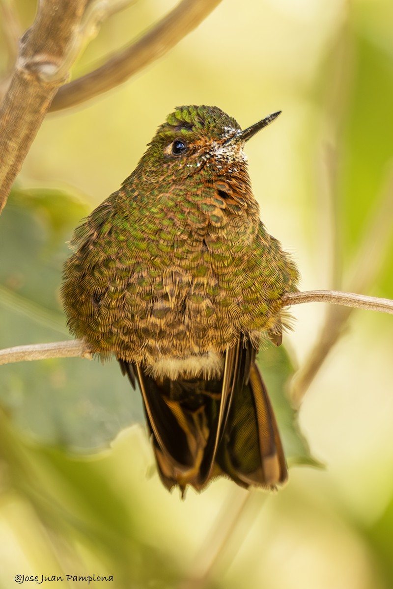 Fire-throated Metaltail - ML608301174