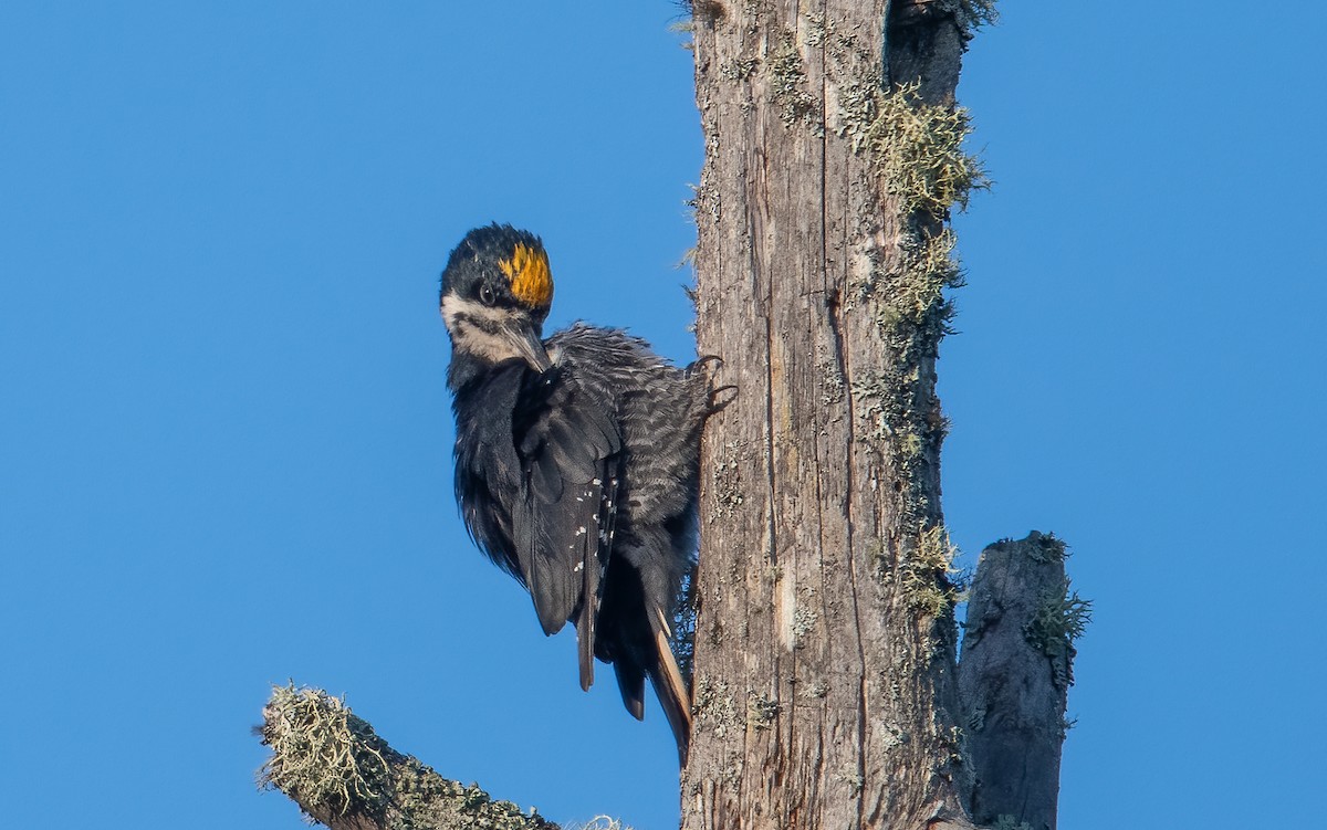 Black-backed Woodpecker - ML608301339