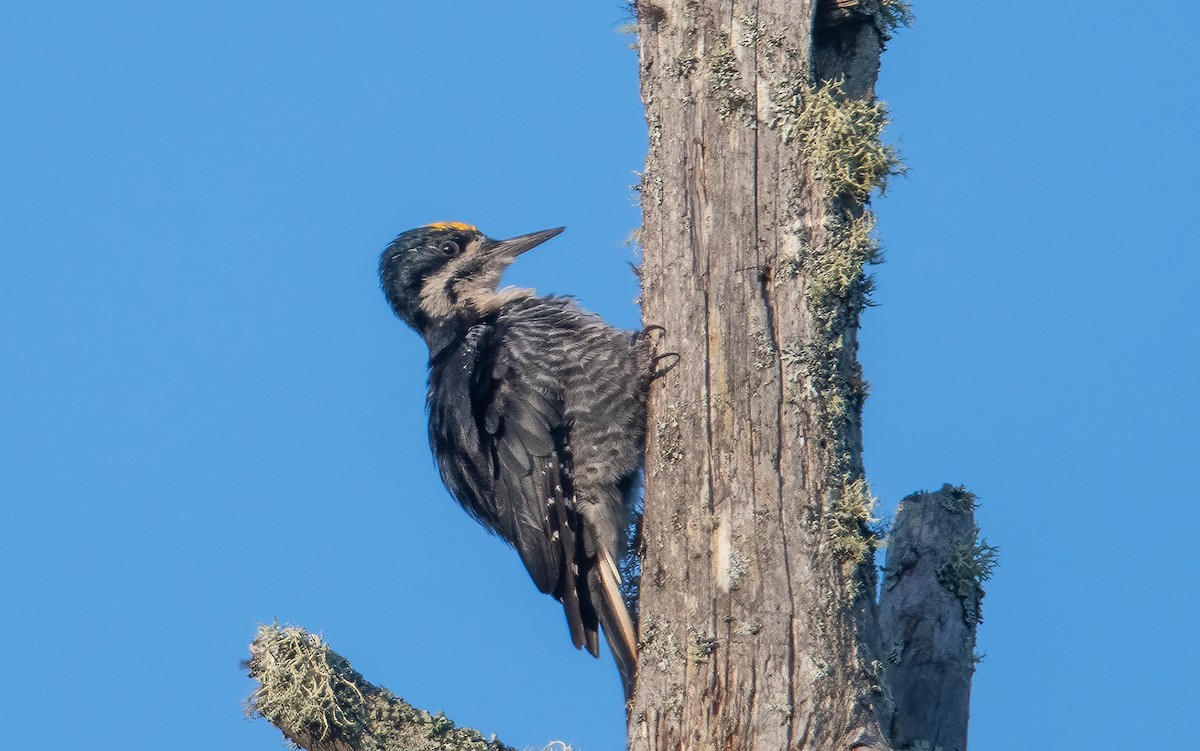 Black-backed Woodpecker - Sandy Podulka