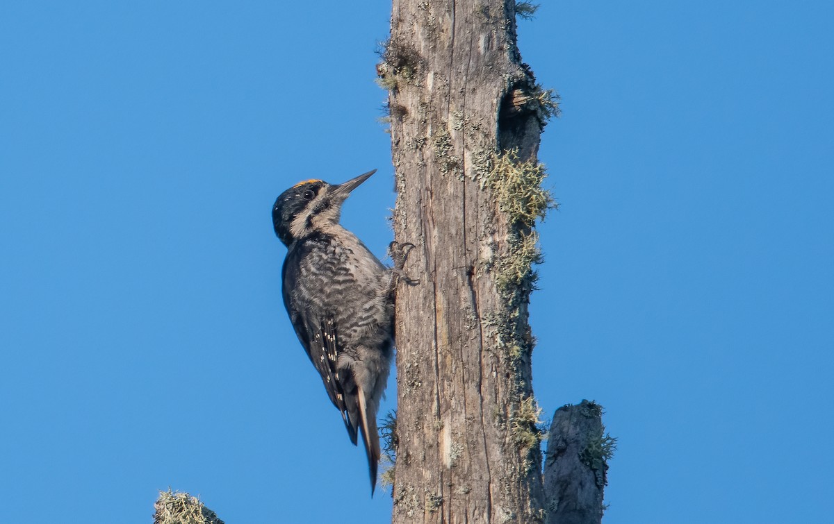 Black-backed Woodpecker - ML608301341