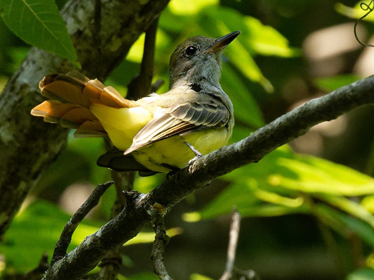 Great Crested Flycatcher - ML608301511