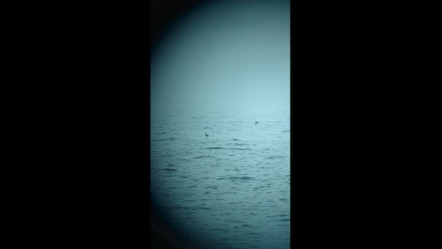黃蹼洋海燕 - ML608301652