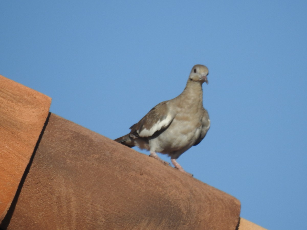 White-winged Dove - ML608301743