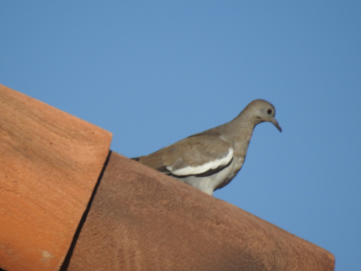 White-winged Dove - ML608301744