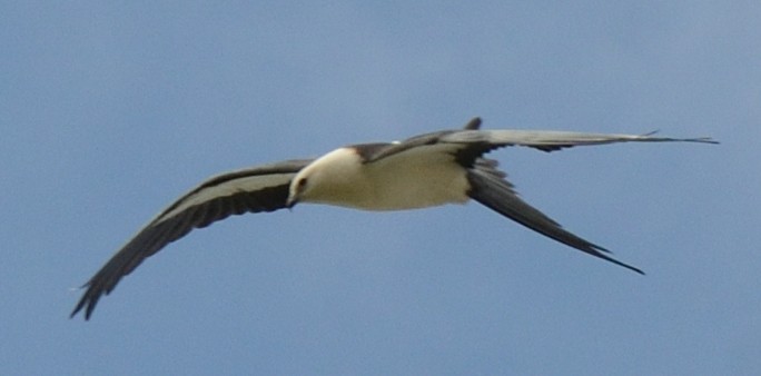 Swallow-tailed Kite - ML608303009