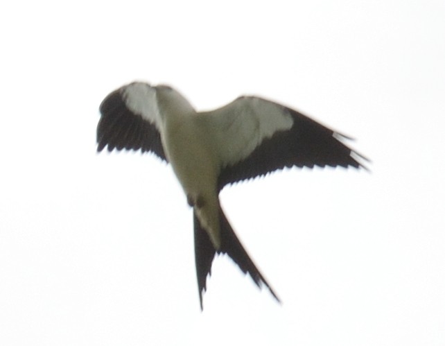 Swallow-tailed Kite - ML608303010