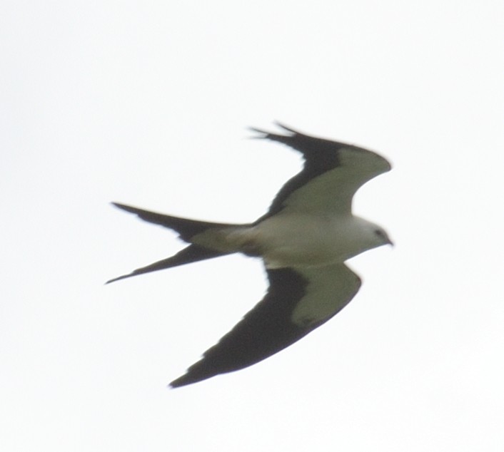 Swallow-tailed Kite - ML608303011