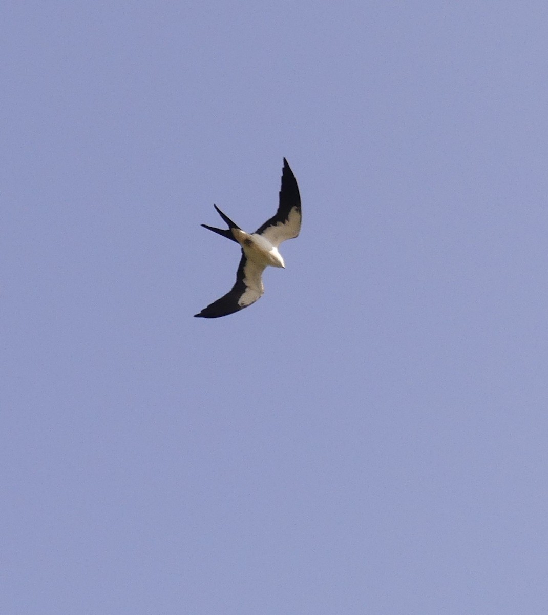 Swallow-tailed Kite - Karen Hass