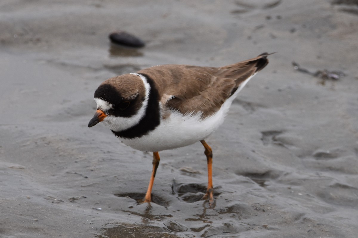Semipalmated Plover - ML608303763