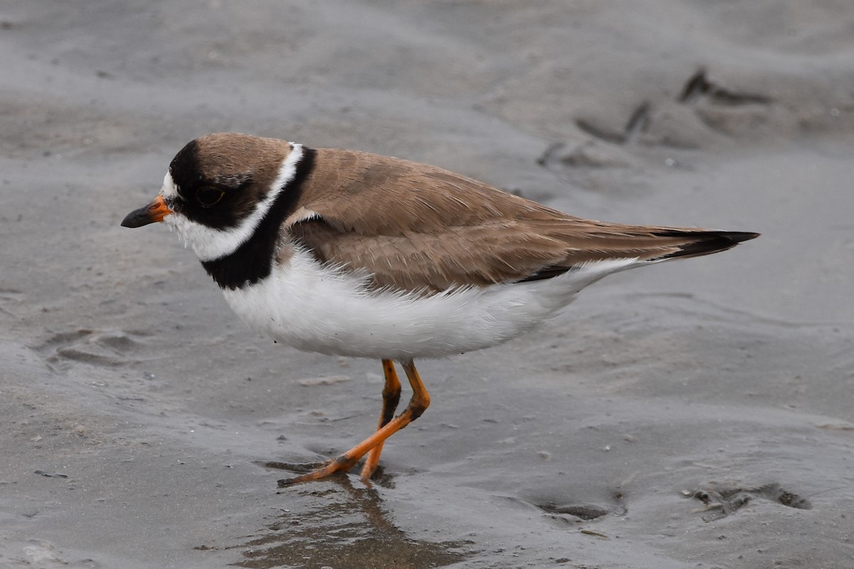 Semipalmated Plover - ML608303764