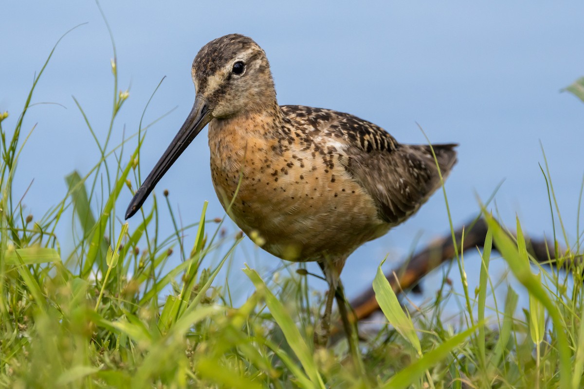 Long-billed Dowitcher - ML608304220
