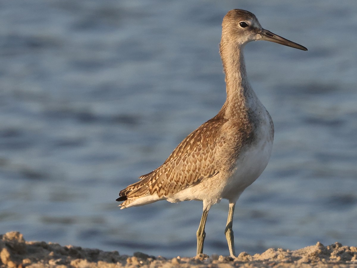 Willet - ML608304322