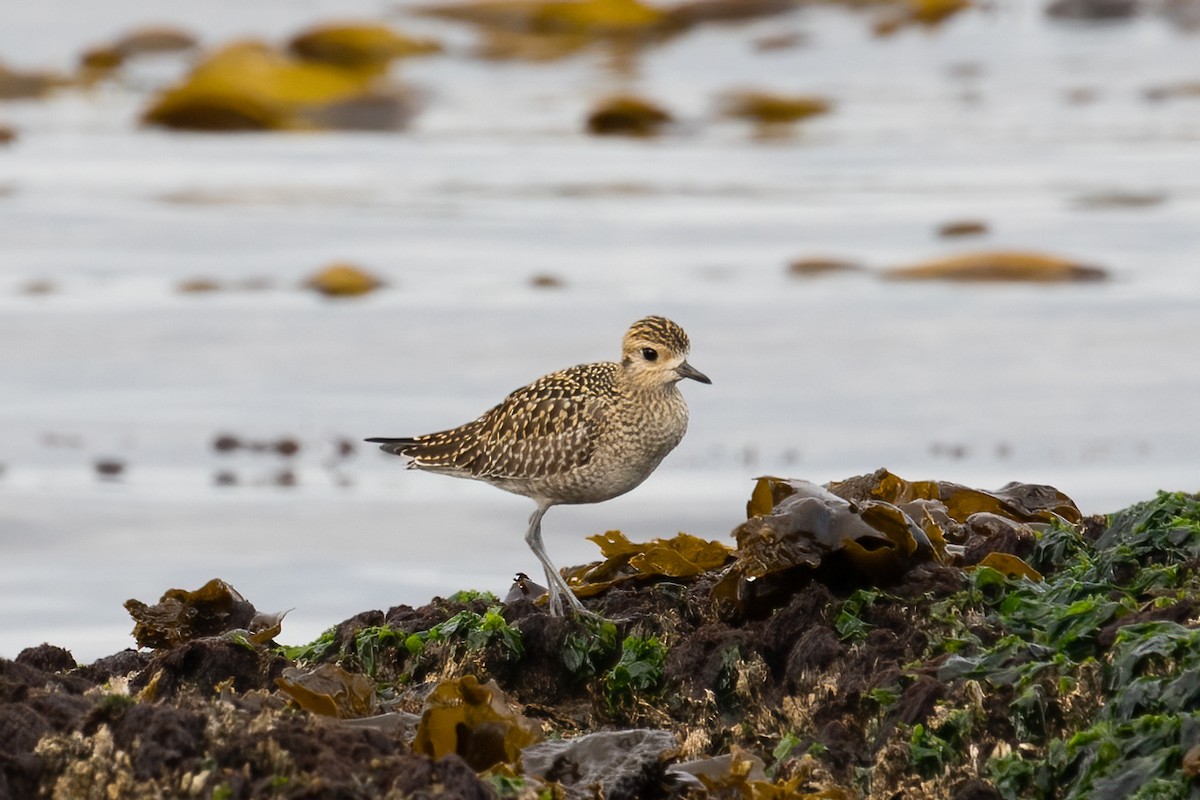 Pacific Golden-Plover - Mary Robichaud