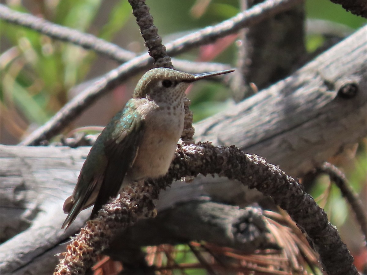 Broad-tailed Hummingbird - ML608304600