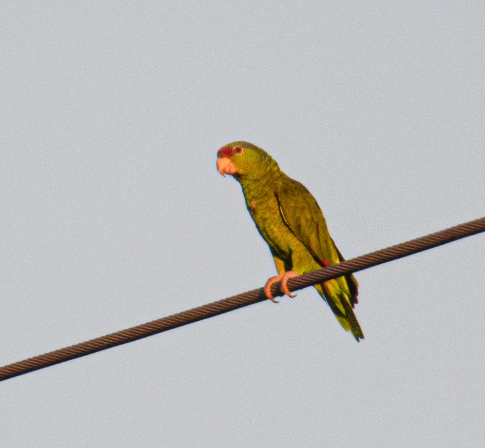 Red-crowned Parrot - ML608305431