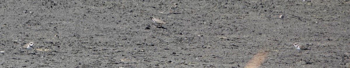 Semipalmated Plover - ML608305965