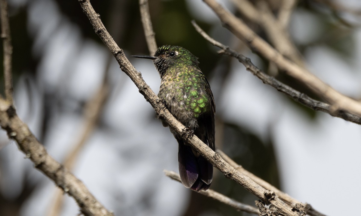 Scaled Metaltail - ML608306039