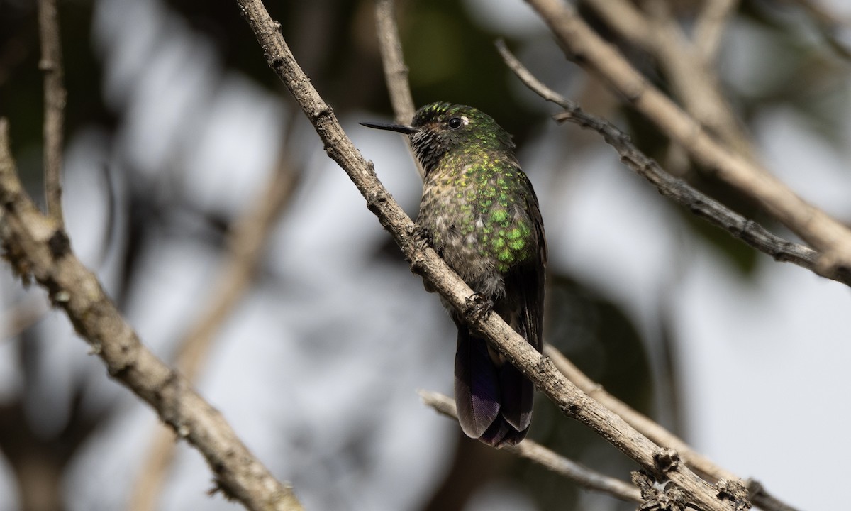 Scaled Metaltail - ML608306040