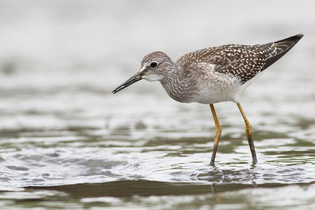 Lesser Yellowlegs - Evan Lipton