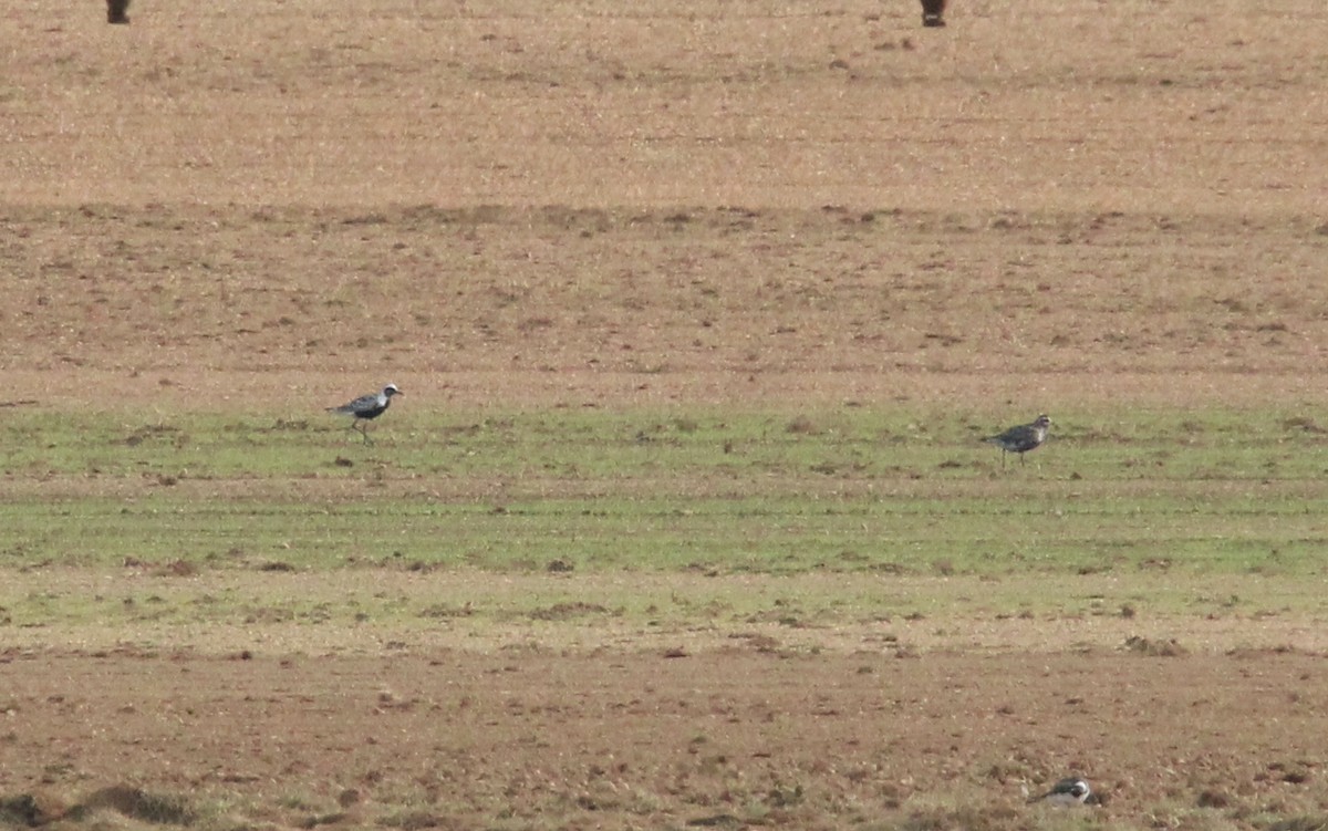 eBird Checklist 30 Aug 2023 Reed Sod Farm / Old York Road (Monmouth