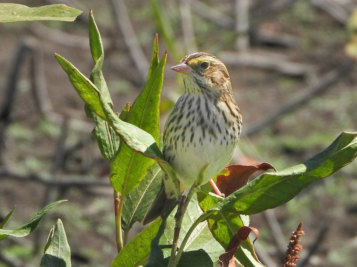 Savannah Sparrow - ML608308223