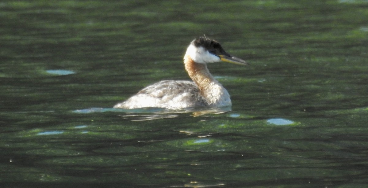 Red-necked Grebe - ML608308808