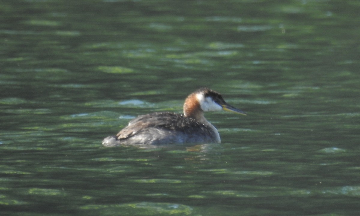 Red-necked Grebe - ML608308809