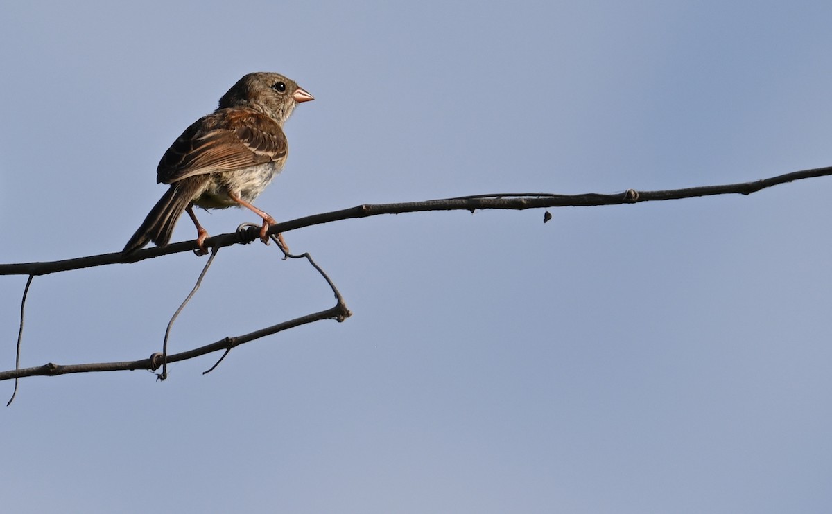 Field Sparrow - ML608309020