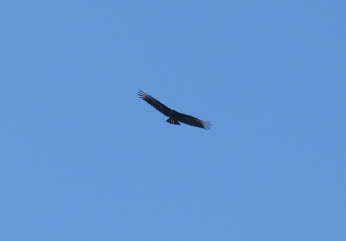 Black Vulture - ML608309493