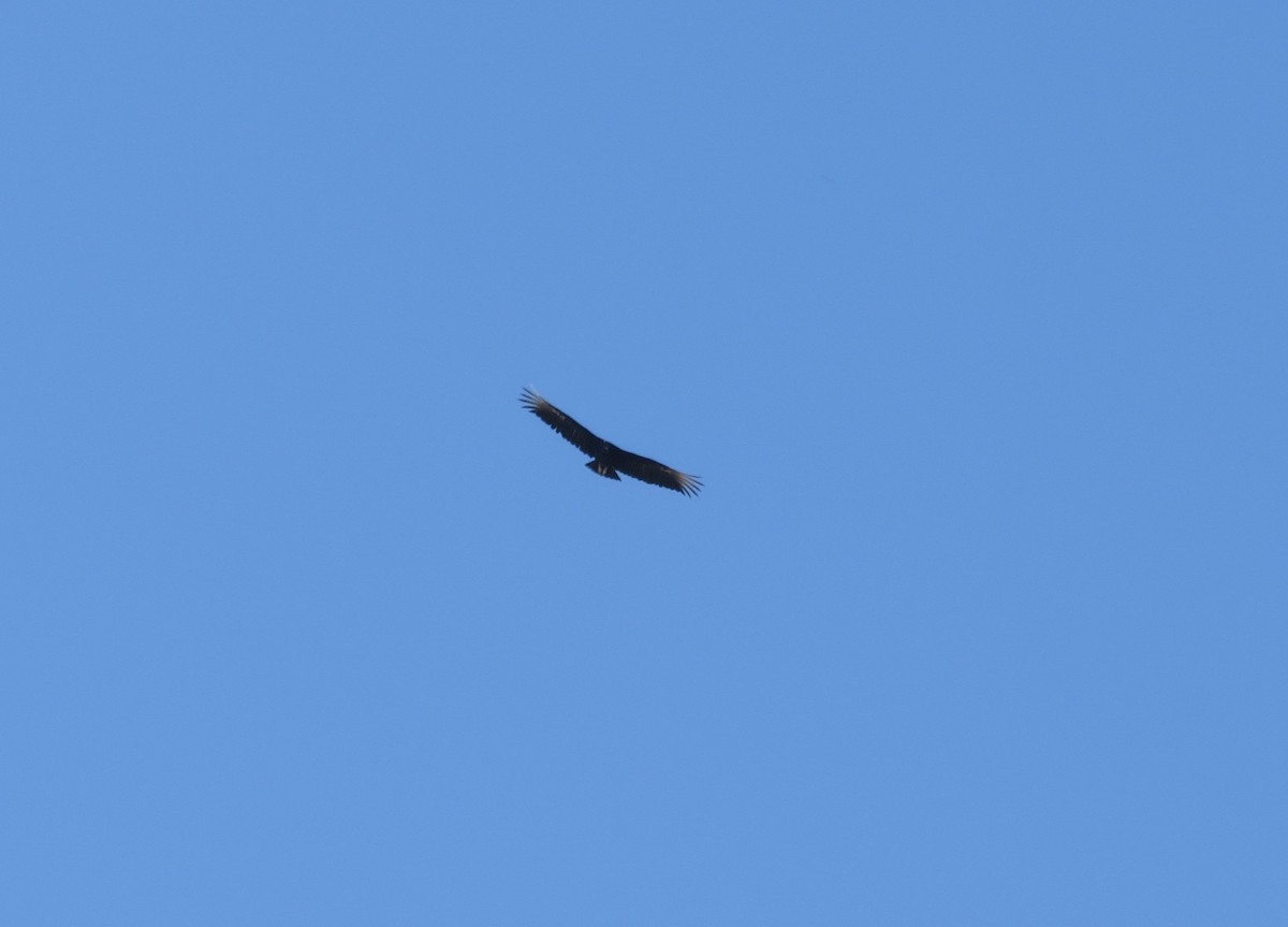 Black Vulture - ML608309494