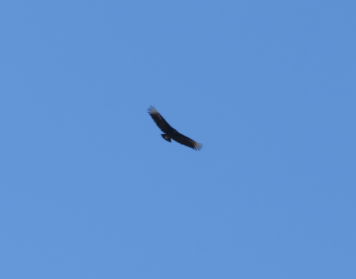 Black Vulture - ML608309495