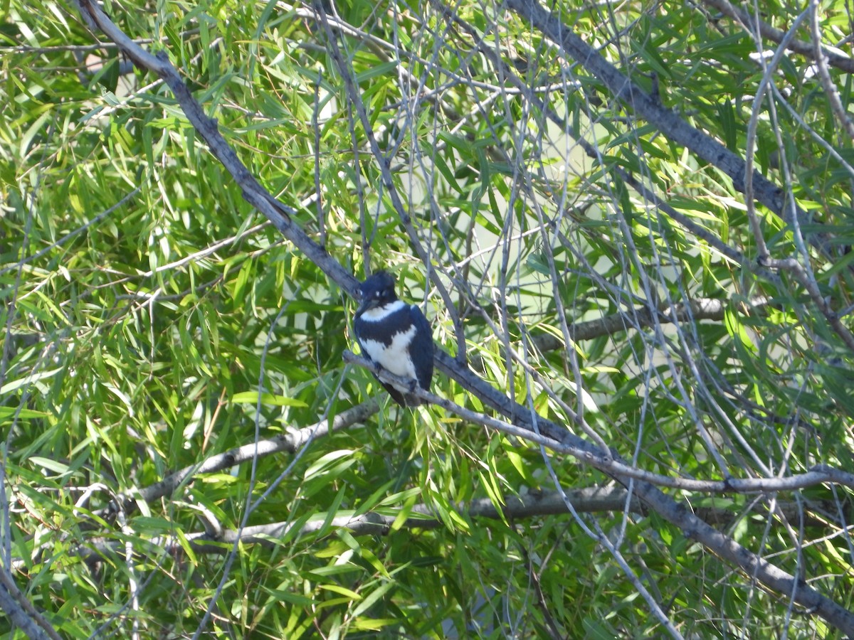 Belted Kingfisher - ML608309700