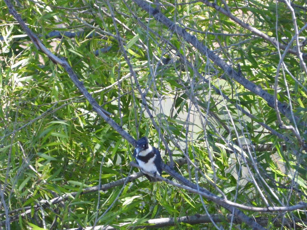 Belted Kingfisher - ML608309707