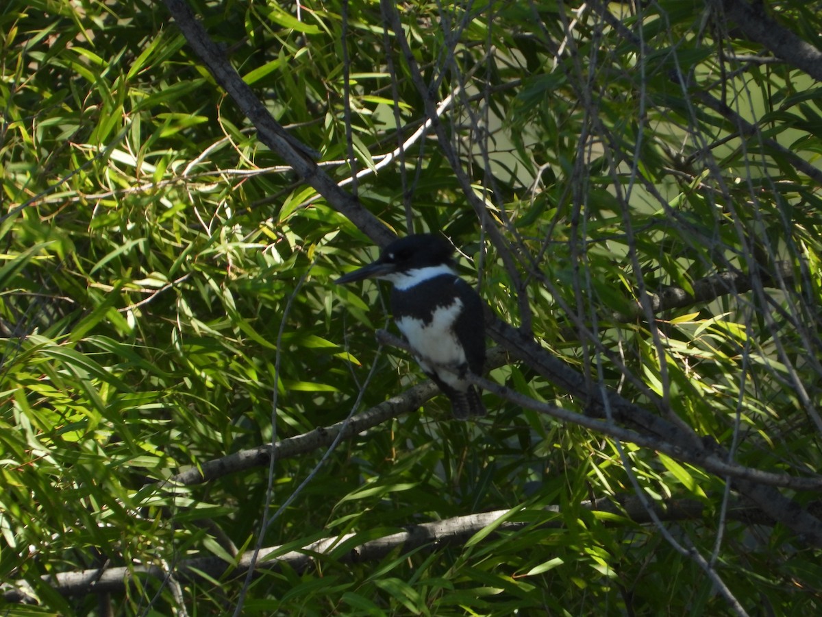 Belted Kingfisher - ML608309711