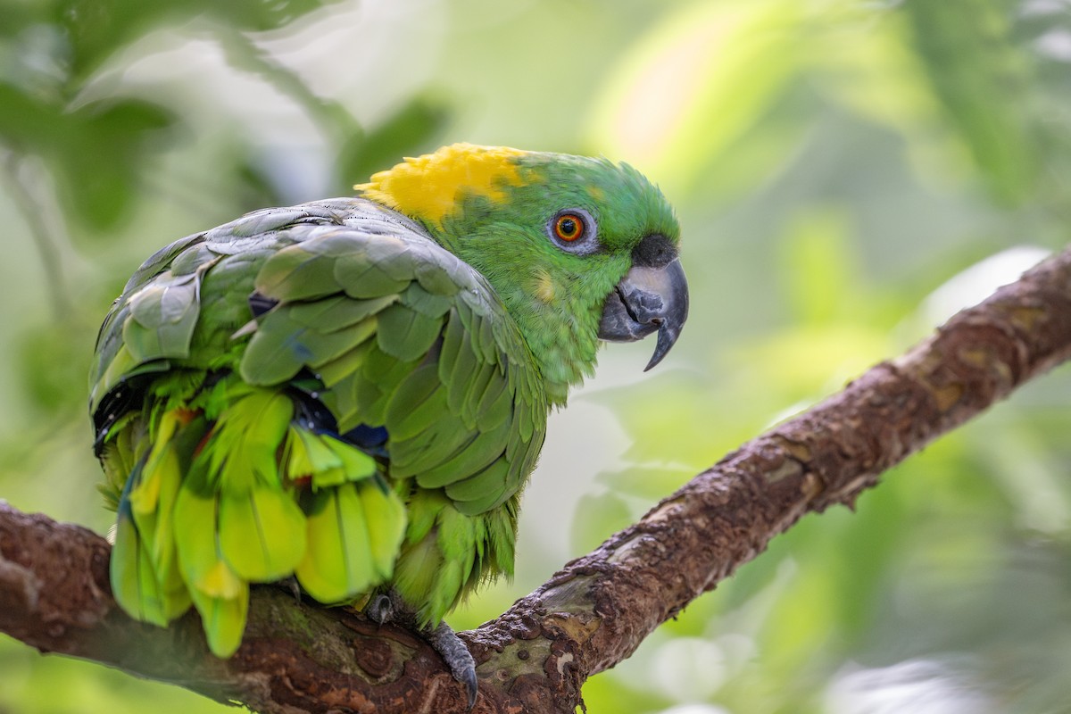 Yellow-naped Parrot - Charles Thomas
